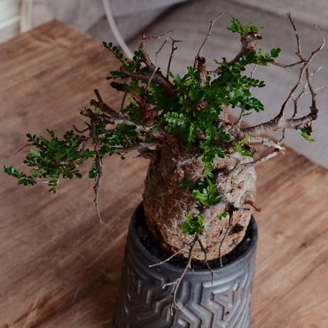オペルクリカリア パキプス φ10cm［No.23］  ×  根本峻吾 作 S.N POT type.tall「 鐡 - kurogane - 」4号 植木鉢 笠間焼