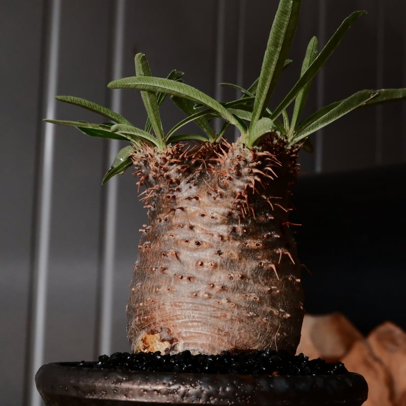 パキポディウム　 グラキリス　象牙宮 パキポディウム グラキリス 象牙宮 現地球 L - 観葉植物・生花・ドライ