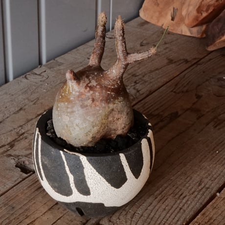 グラキリス φ9.5cm - 象牙宮 -［No.73］  ×   沼野秀章 作「 黒ニ白 」3.5号 植木鉢 笠間焼