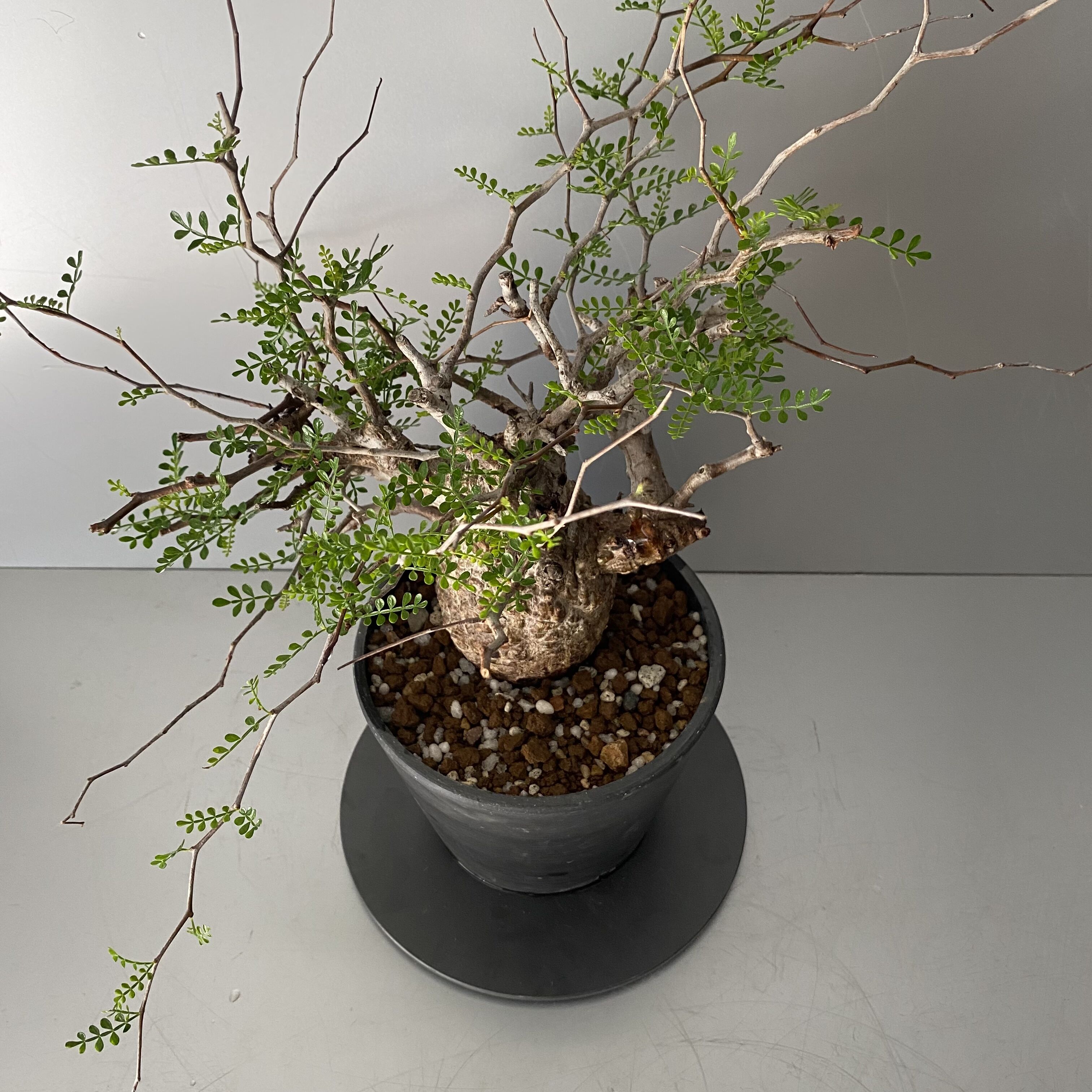 発根済 小さな巨人 オペルクリカリア パキプス P20 | Botanical Holic