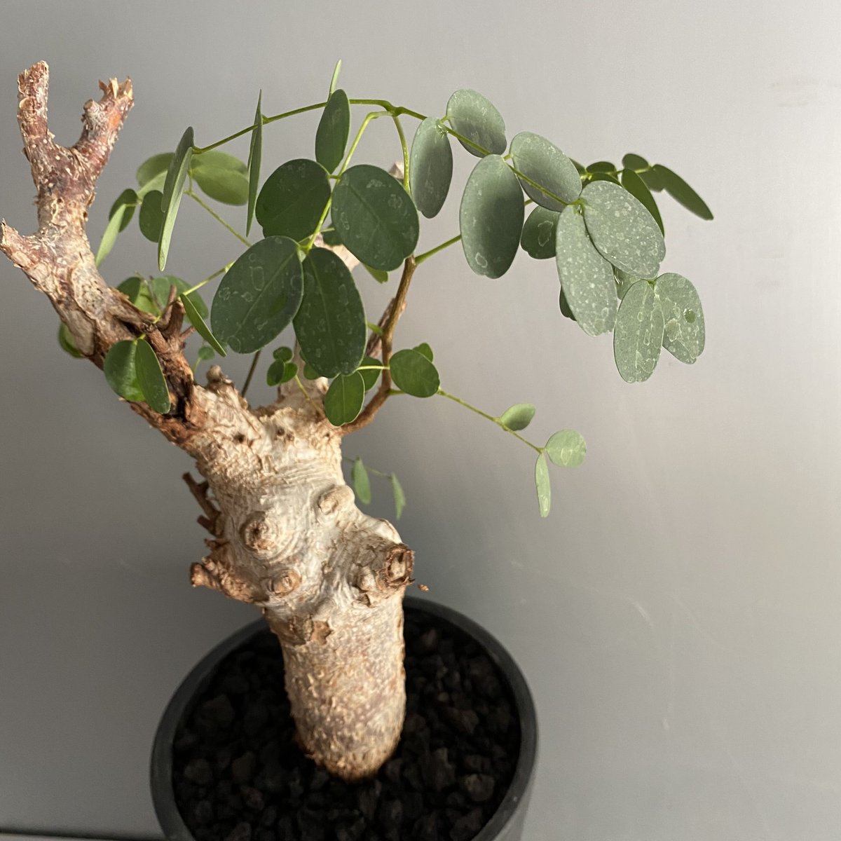 デロニクス プミラ 現地球 発根済み　小型　白肌　検）グラキリス　パキプス デロニクス プミラ 現地球 発根済み 小型 白肌 検）グラキリス