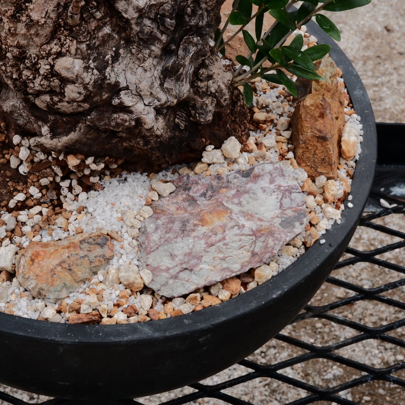 Old Olive 古木オリーブ［No.05］× 11号皿鉢(φ33cm) | Botanic