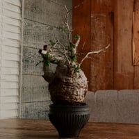 オペルクリカリア パキプス φ11cm［No.10］  ×   小野瀬一 作品  3号 植木鉢