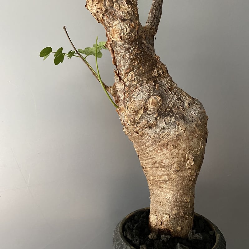 デロニクス プミラ 発根済 現地株 BDP-02 | Botanical Holic デロニクス プミラ 発根済 現地株 BDP-02 | Botanical Holic
