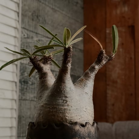 グラキリス φ8cm - 象牙宮 - ［No.63］  ×   根本峻吾 作 S.N POT type.round「 黒焔 - kokuen - 」3号 植木鉢 笠間焼