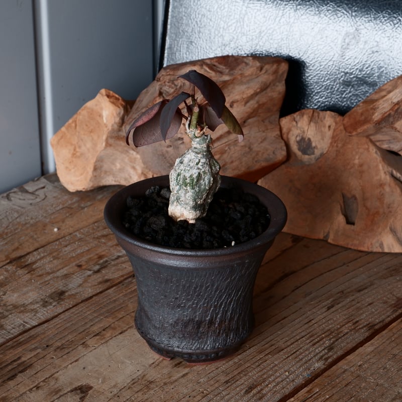 アデニア ステイローサ 輸入株［No.32］ × 與那嶺大輔 作 【 琉球飛鉋