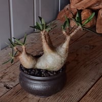 二頭グラキリス φ13cm - 象牙宮 -［No.101］  × 磯部祐介 作「 円 - en - "闇落ち 飛び鉋 ver."」4号 植木鉢 笠間焼