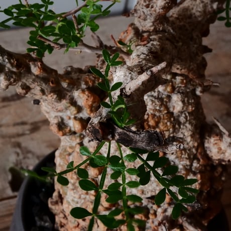 オペルクリカリア パキプス φ 11cm［No.23］  × 磯部祐介 作「 円 - 闇堕ち - "飛び鉋"」4号 植木鉢 笠間焼