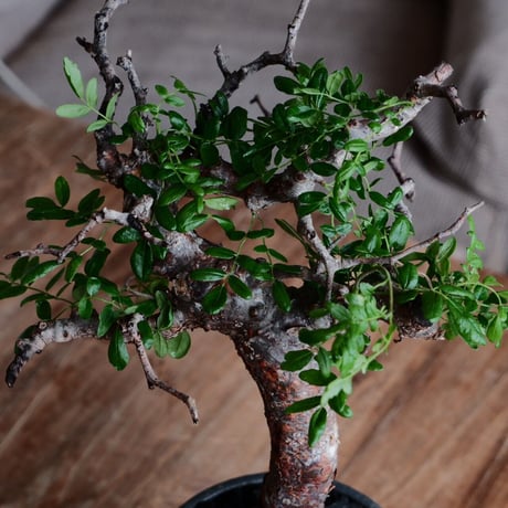 コミフォラ モンストローサ［No.26］  ×  磯部祐介 作「 瓦 - kawara -  闇堕ち tall ver.」4号 植木鉢 笠間焼