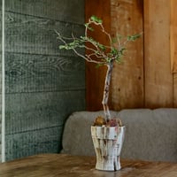 発根済 コミフォラ モンストローサ ［13］×  沼野秀章 作「 刻ム音 」長鉢 ( S ) 笠間焼