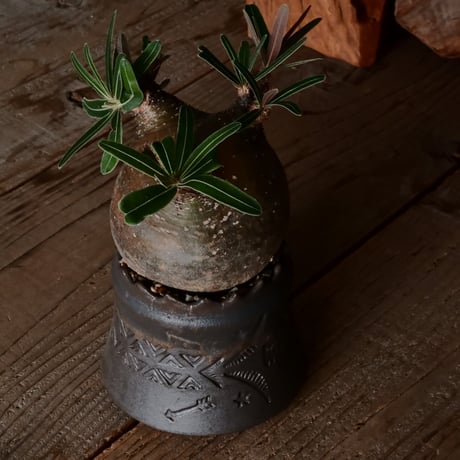 グラキリス φ9.5cm  - 象牙宮- ［No.227］  ×   根本峻吾 作 S.N POT type.cylinder「 刻印  - kokuin -」3号 植木鉢 笠間焼