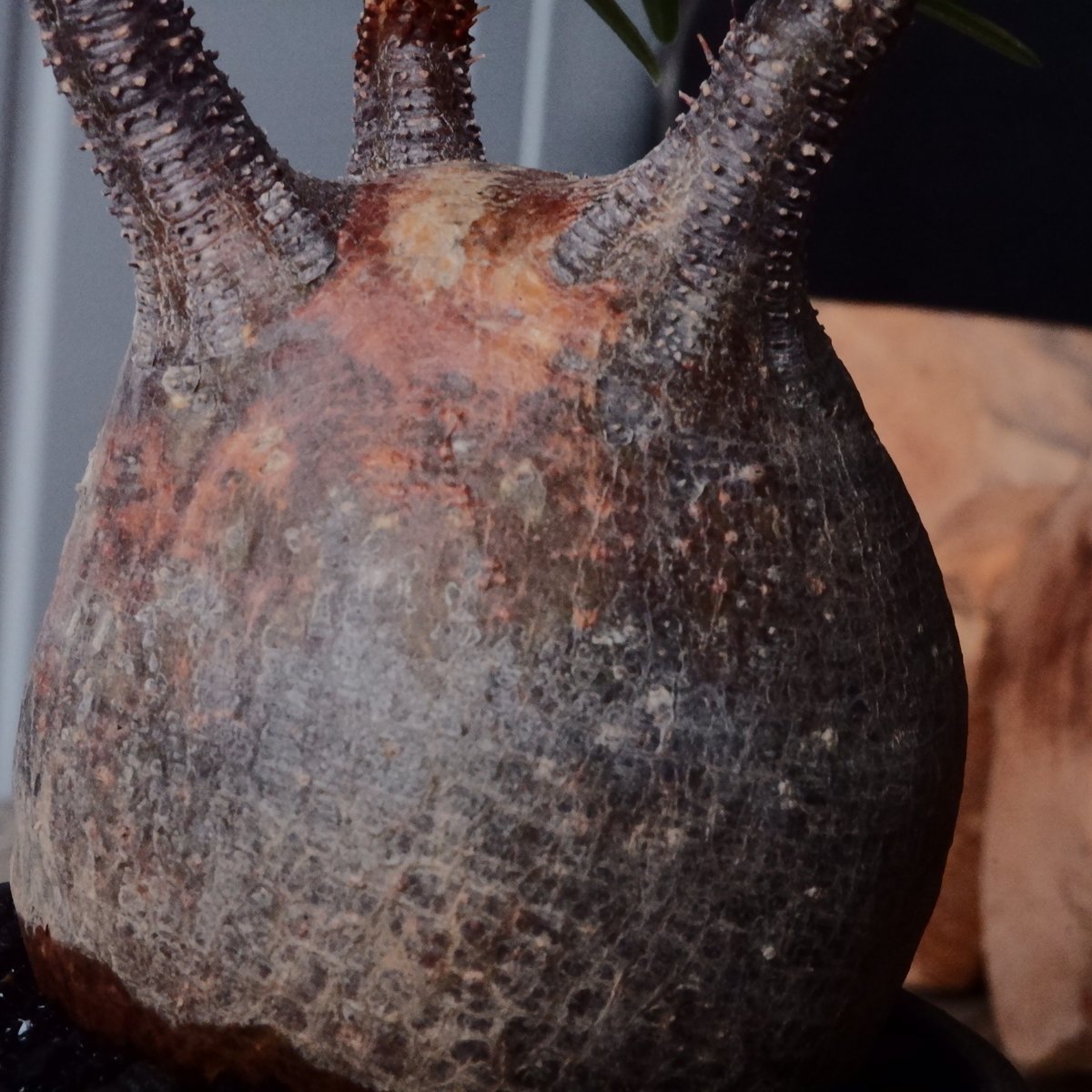 グラキリス φ7.5cm - 象牙宮- ［No.123］ × 根本峻吾 作 S.N P