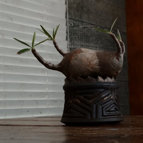 双頭グラキリス - 象牙宮- ［No.173］  ×   根本峻吾 作 S.N POT type.cylinder「 鐡 - 黒焔 - 」4号 植木鉢 笠間焼