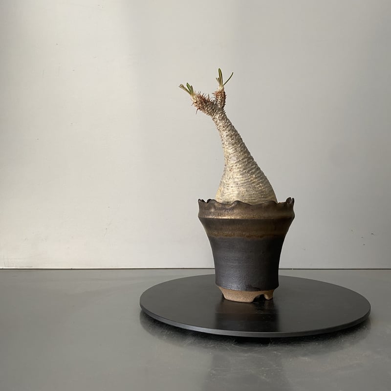 発根済 グラキリス 現地株 BG-156 × S.N.Pot - crown - 3号鉢 ［作