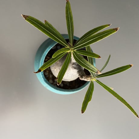 ミニ鬼 Gracilius  ×  Shell pot S「Turquoise blue」 - 笠間焼 - C98