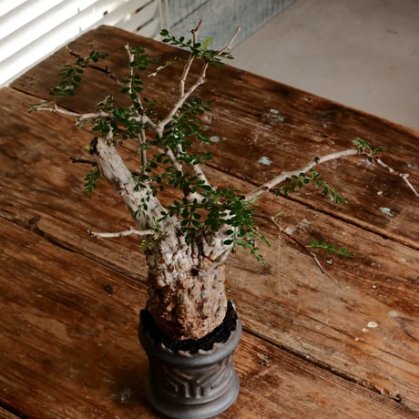 オペルクリカリア パキプス φ7.5cm［No.16］  ×   根本峻吾 作 S.N POT type.slim「 鐡 - 黒焔 - 」 3号 植木鉢
