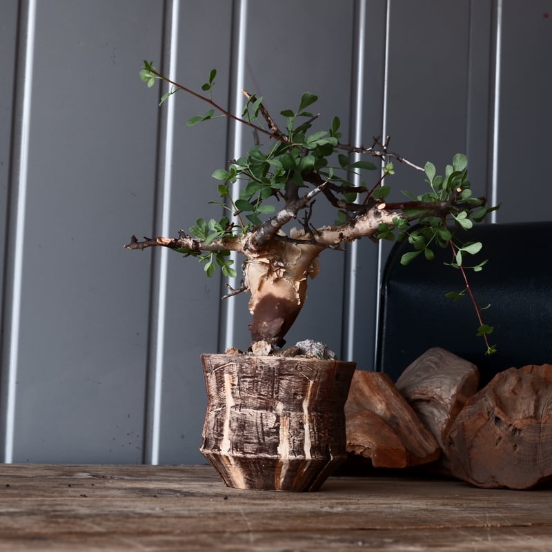 コミフォラ カタフ ピュア 輸入株 発根済［No.12 ］ × 沼野秀章 作品