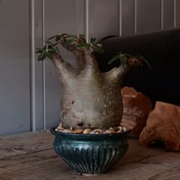 グラキリス φ11cm - 象牙宮 -［No.26］  ×   森田昌求 作 「 CLAW - L - 」 4.5号 植木鉢 笠間焼