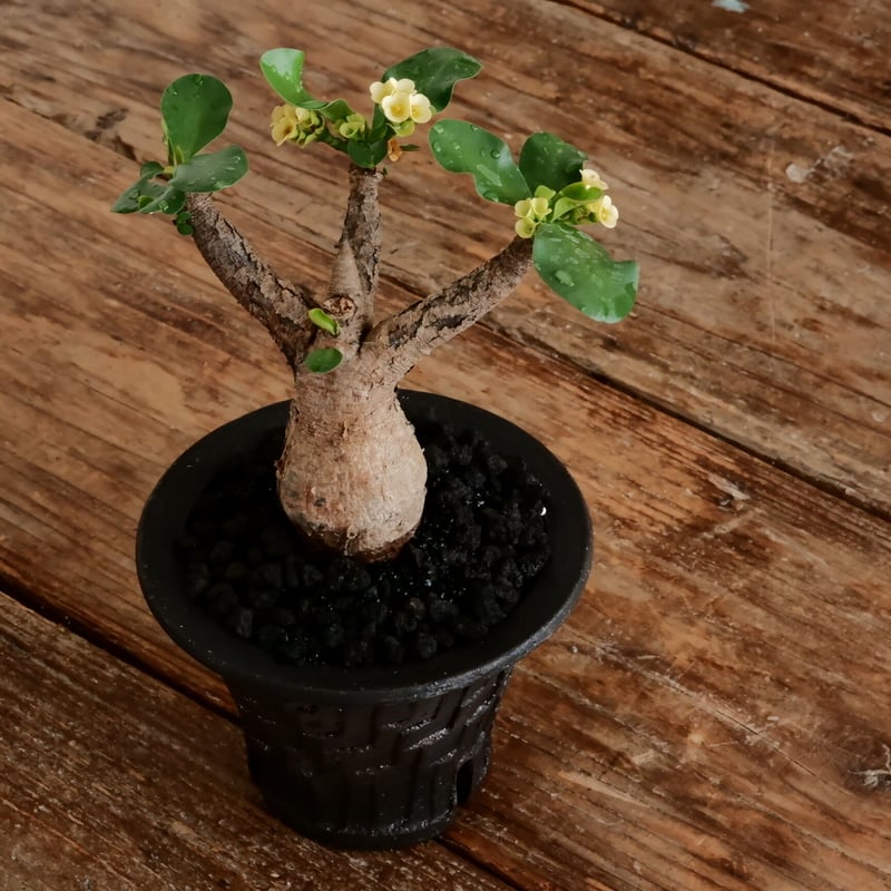【現地球／発根済】ユーフォルビア　イトレメンシス　ODDROOTS管理株 euphorbia itremensis《L size》※現地球株発根済②※大きめ且つバランス