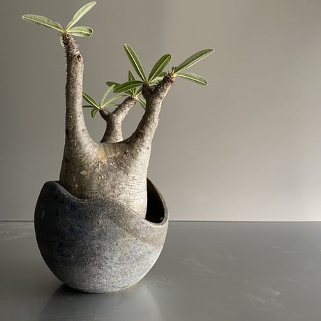 兜型 Gracilius  ×  Shell pot S「Ibushi Gin」 - 笠間焼 - C91