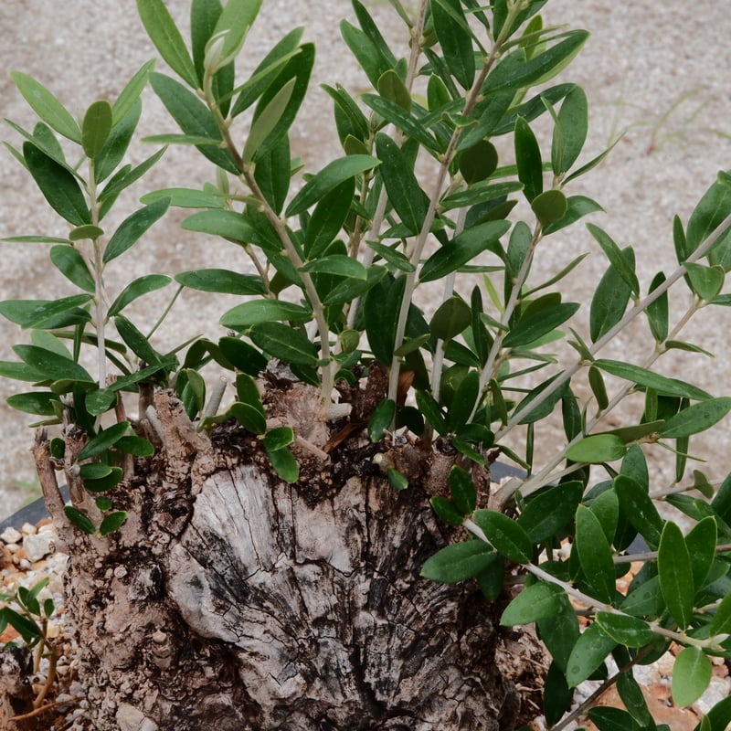 ★☺︎⭐︎☺︎★...& BUHI　オリーブの木　古木　螺旋　10号 Old Olive 古木オリーブ［No.17］× 12号皿鉢 (φ36cm) | Botani