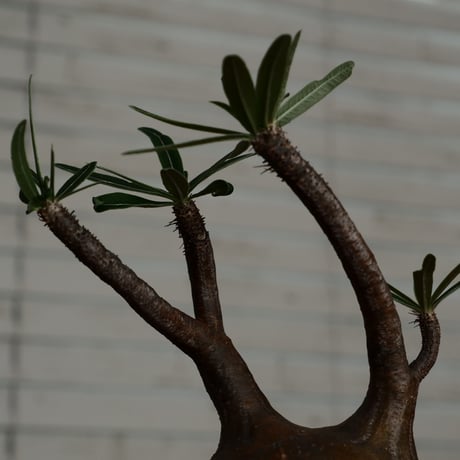 グラキリス - 象牙宮 -［No.191］  ×  磯部祐介 作「 円 - en -  金剛 / 飛び鉋 ver. 」3.5号 植木鉢 笠間焼