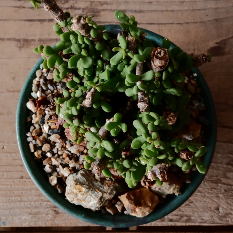 ケラリア ピグマエア 現地球 発根済み 塊根植物 陶器鉢セット ケラリア