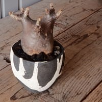 グラキリス φ7cm - 象牙宮 -［No.64］  ×   沼野秀章 作「 黒ニ白 」3号 植木鉢 笠間焼