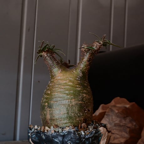 グラキリス S φ7.5cm - 象牙宮 -［No.21］  ×   森田昌求 作 「 As if Broken " TSUGIHAGI "   」 3号 植木鉢 笠間焼