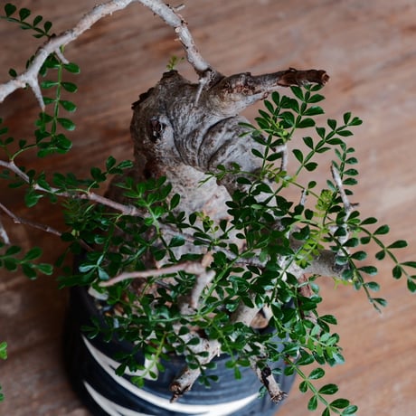 オペルクリカリア パキプス φ12cm［No.35］  ×   根本峻吾 作 S.N POT 「 雷電 - raiden - 」5号 植木鉢 笠間焼