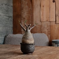発根済 グラキリス  - 象牙宮 - size M［No.230］  ×  與那嶺大輔 作 「琉球唐草」3号 植木鉢