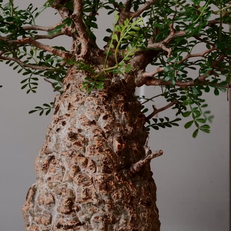 オペルクリカリア パキプス φ 11cm［No.27］  × 杉山悠 作 φ11cm 植木鉢 笠間焼