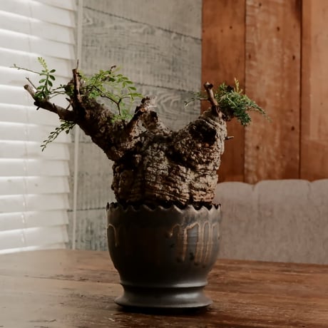 オペルクリカリア パキプス φ11cm［No.10］  ×    根本峻吾 作 S.N POT type.round「 黒焔 」 4号 植木鉢