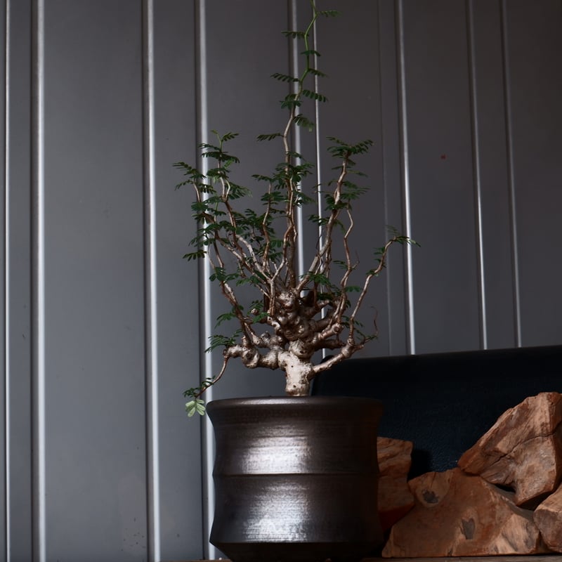 センナ メリディオナリス 輸入株［No.39］ × 松野 然 作 「ZEN」5.5号