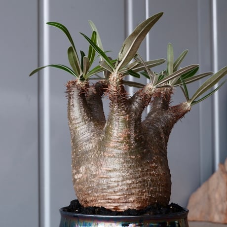 グラキリス φ8.5cm - 象牙宮-［No.13］×  坂本新 作「 LUSTER BLACK  」3.5号鉢 笠間焼 植木鉢
