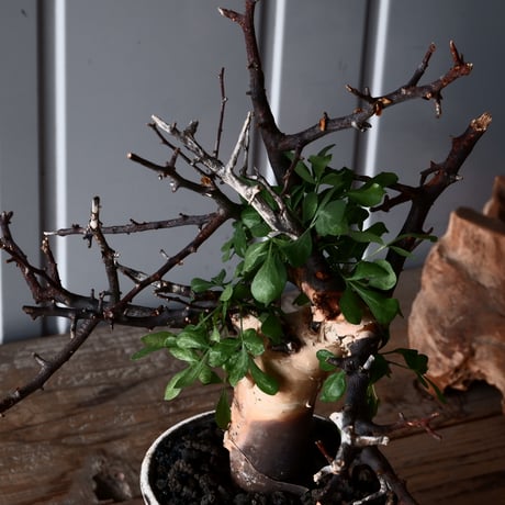 コミフォラ カタフ ピュア ソマリア産［No.11］× 根本峻吾 作品【 S.N POT type.slim「 雷電 / 月光 ver. 」4号 】  笠間焼 植木鉢