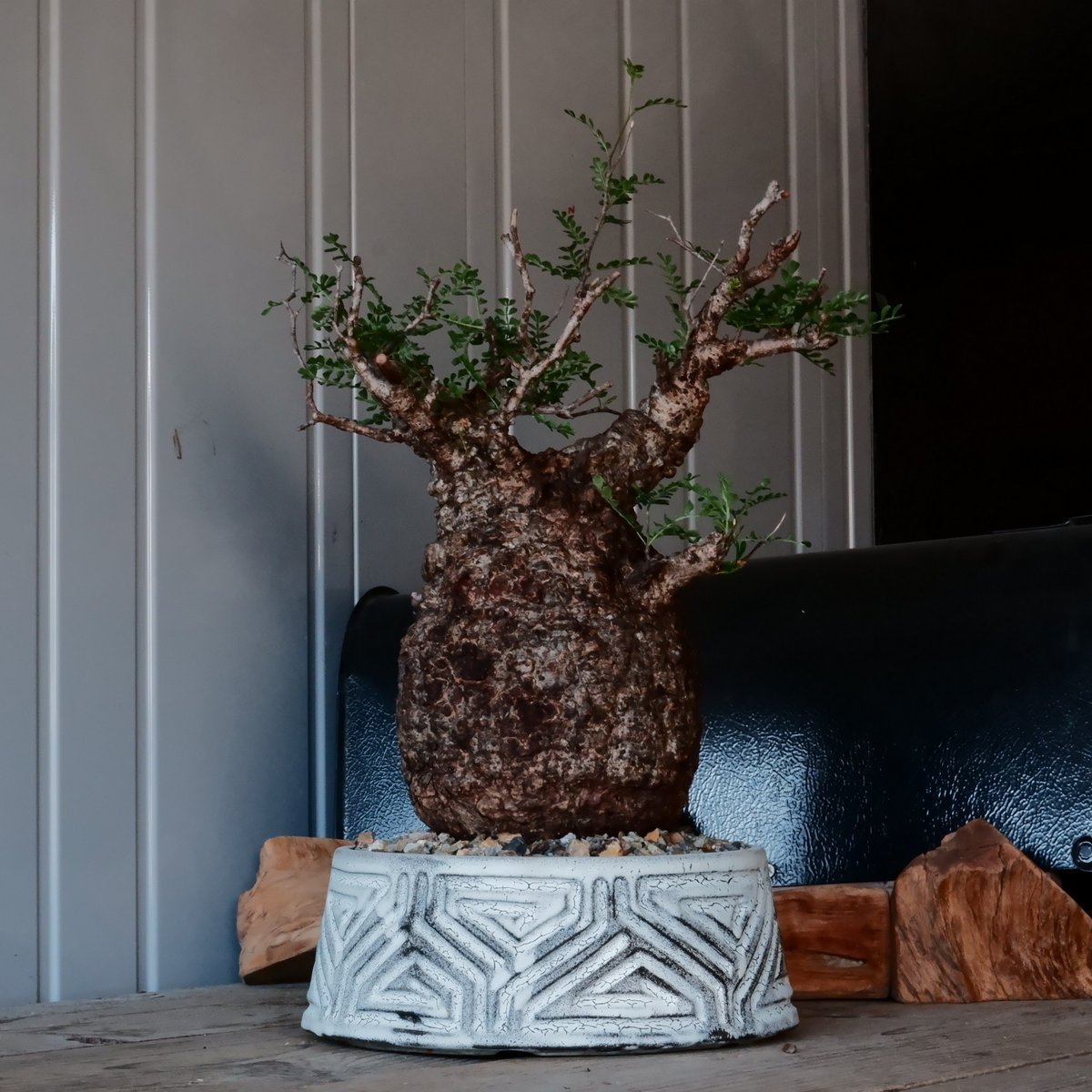 火鉢 陶器鉢 Lサイズ パキプス 盆栽 【公式通販】