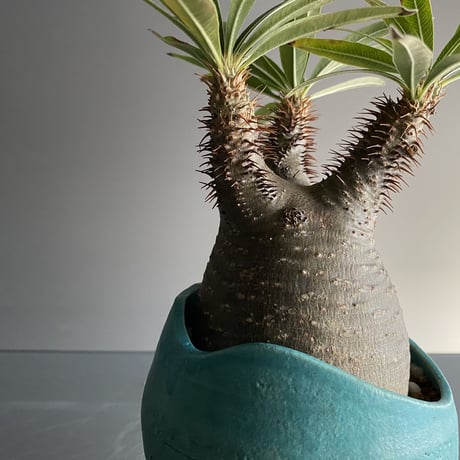 Gracilius  ×  Shell pot S「Turquoise blue」 - 笠間焼 - D13