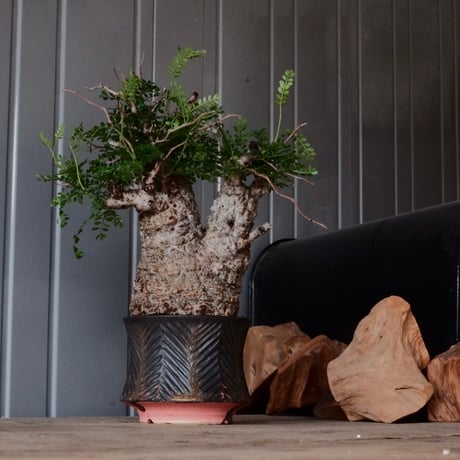 CATEGORY 杉山悠 作 植木鉢 | Botanical Holic