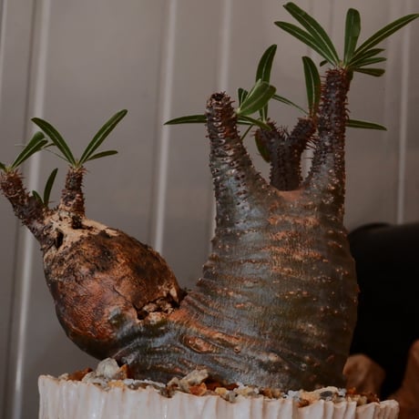 【 二頭 φ10cm 】グラキリス - 象牙宮 - ［No.242］  × 中野明彦 作 「 KIRIKO」4号 植木鉢 笠間焼
