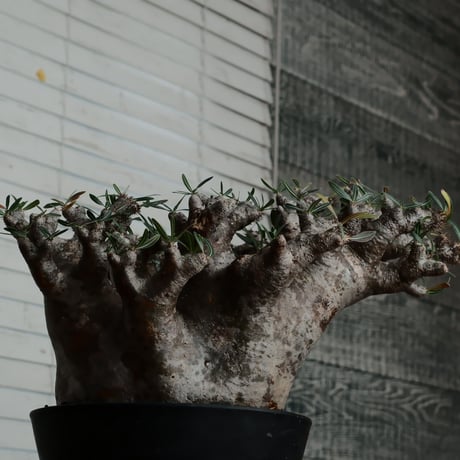 《 特大SP株 》イノピナツム φ22cm ［No.23］8号鉢