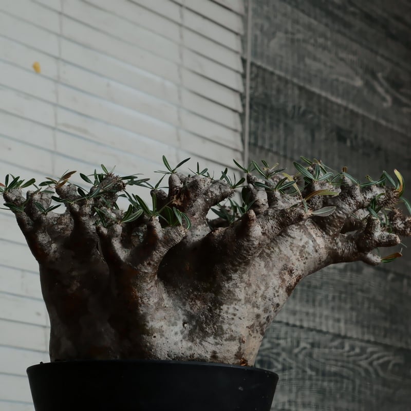 特大SP株 》イノピナツム φ22cm ［No.23］8号鉢 | Botanical Holic
