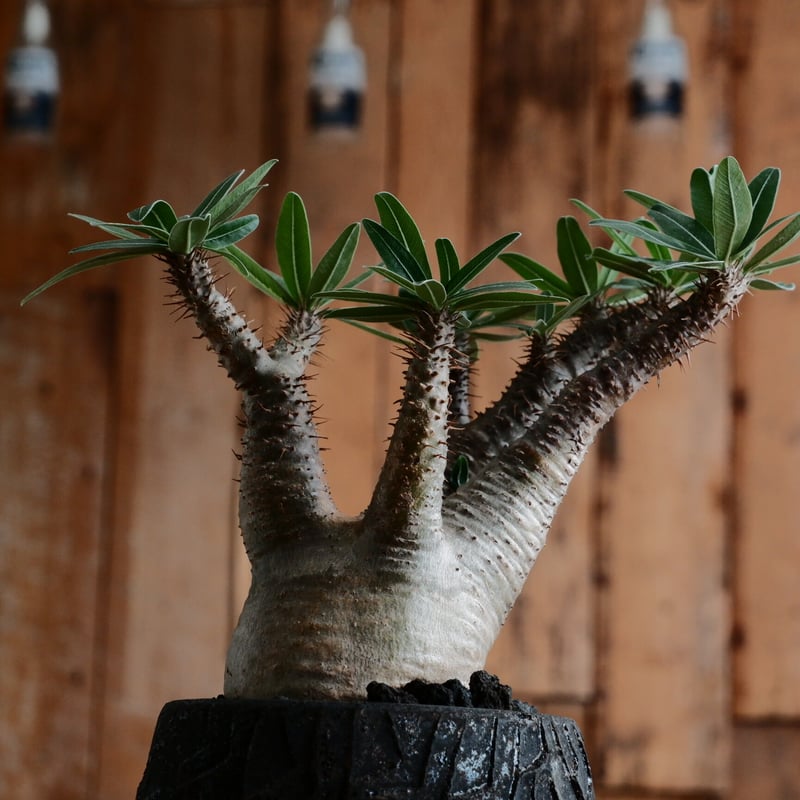 綴化 グラキリス - 象牙宮 -［No.161］ × 沼野秀章 作「 black wra