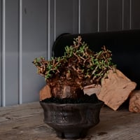 ケラリア ピグマエア［No.81］  × 沼野秀章 作品【  Black Wrap 】4号 植木鉢 笠間焼