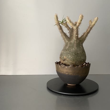 発根済  中玉 グラキリス BG-192 × S.N.Pot "丸"- crown - 5号鉢 ［作家  "根本峻吾"］