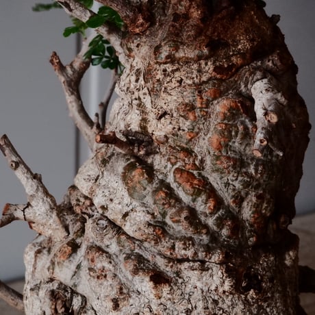 白 オペルクリカリア パキプス φ 11cm［No.21］  ×   沼野秀章 作「 刻ム音 」3.5号 植木鉢 笠間焼