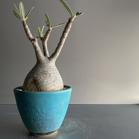 Gracilius  ×  Flat pot S「Turquoise blue」 - 笠間焼 - D11