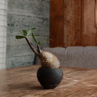 グラキリス - 象牙宮 -［No.183］  ×  磯部祐介 作「 円 - en -  闇堕ち 」2.5号 植木鉢 笠間焼