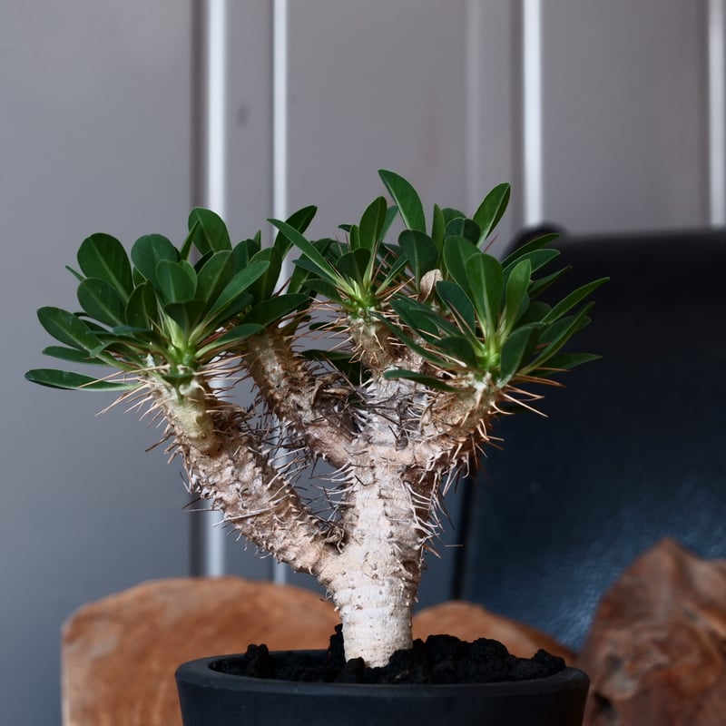 ユーフォルビア ギラウミニアナ 輸入株［No.42］ 3.5号鉢