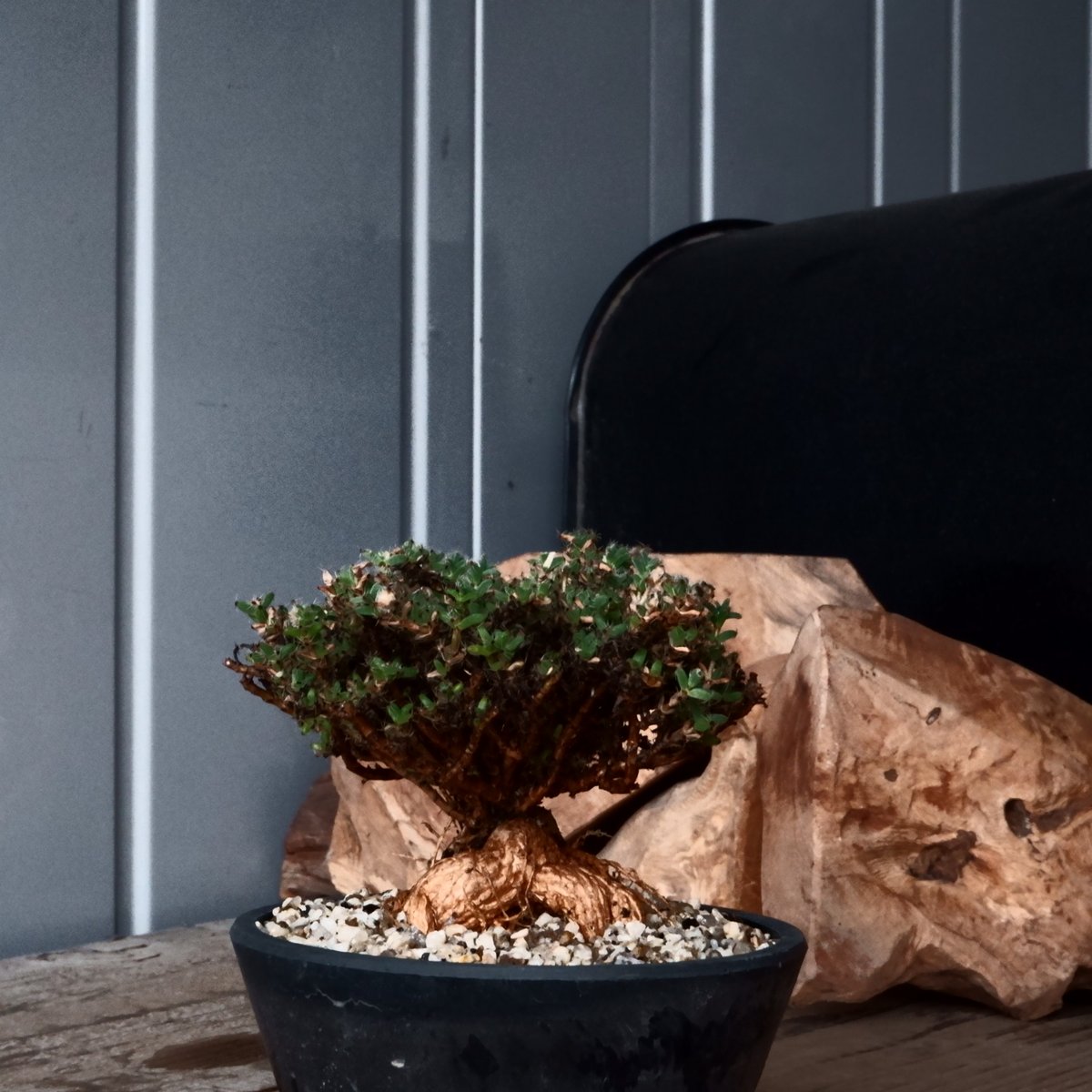 トリコディアデマ ブルボスム 姫紅小松［No.01］長谷川ナーセリー 4号